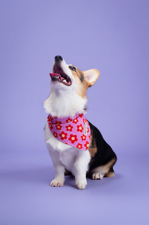 Wildflower - Reversible Dog Bandana