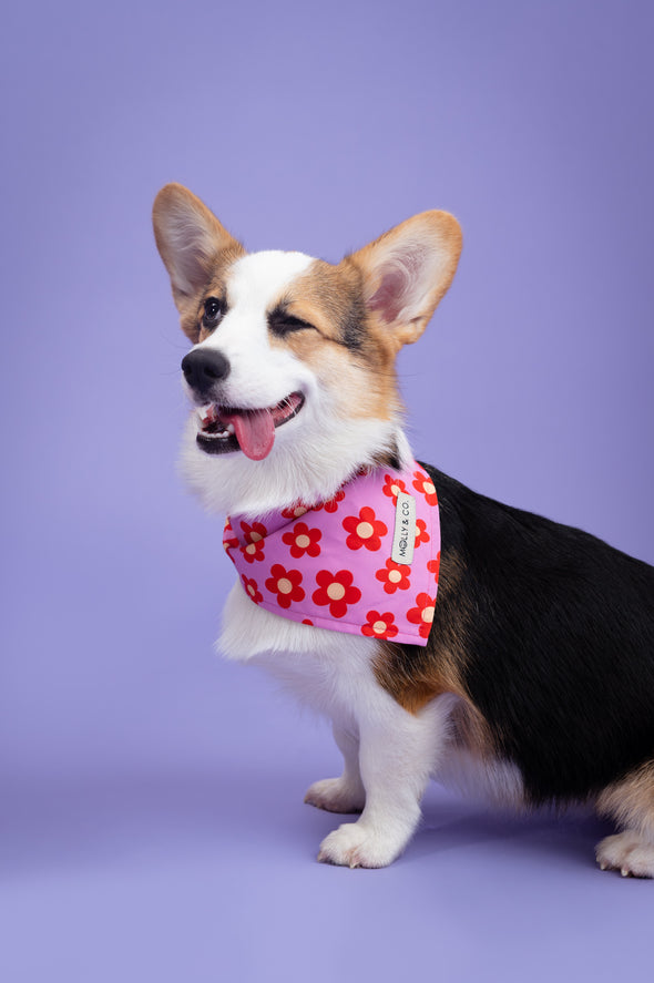 Wildflower - Reversible Dog Bandana