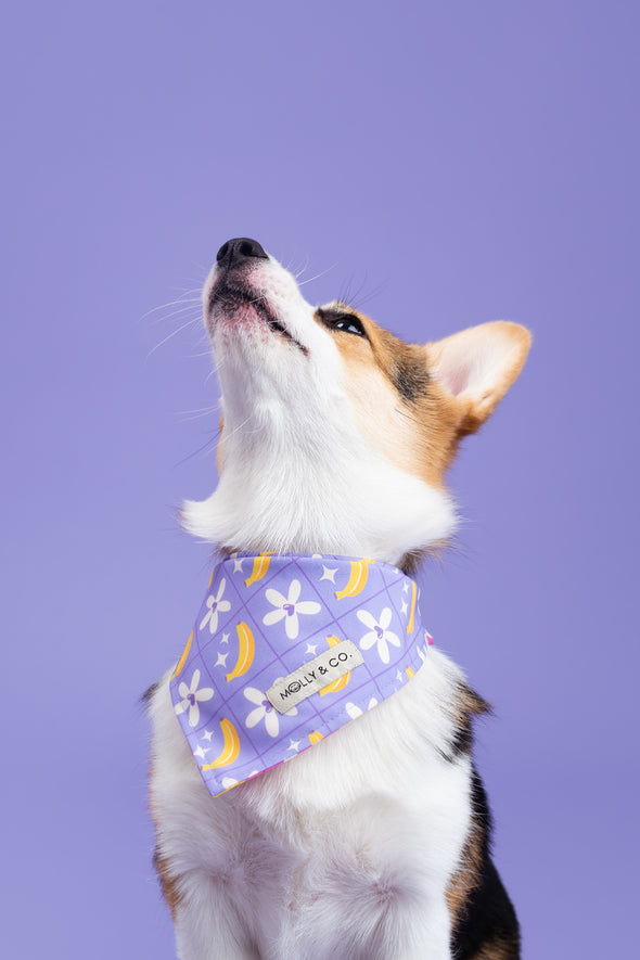 Barkie World - Reversible Dog Bandana