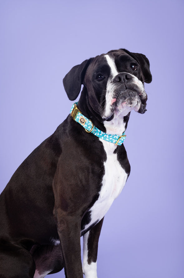 Seafoam - Dog Collar - FINAL SALE