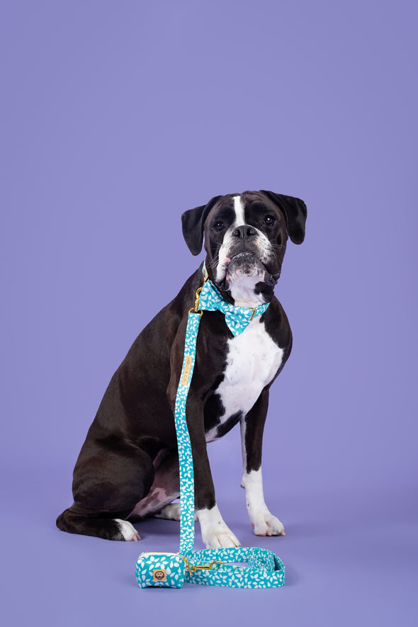 Seafoam - Dog Leash - FINAL SALE