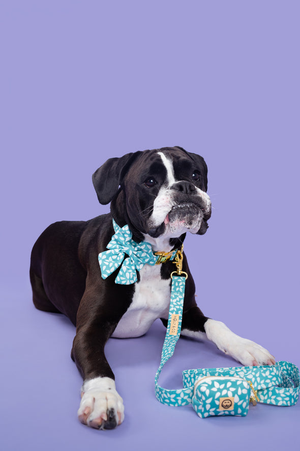 Seafoam - Dog Leash - FINAL SALE