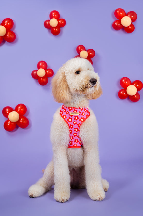 Wildflower - Reversible Dog Harness