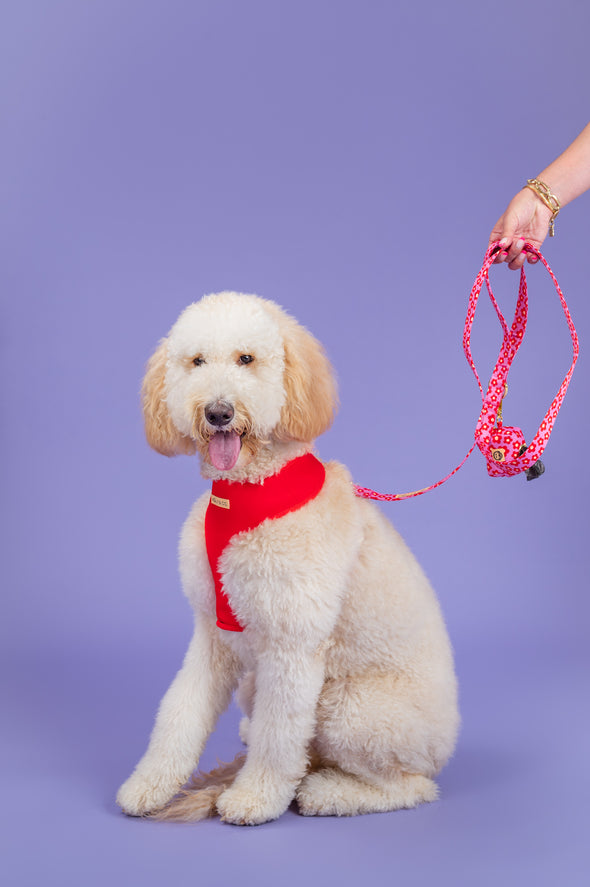 Wildflower - Reversible Dog Harness