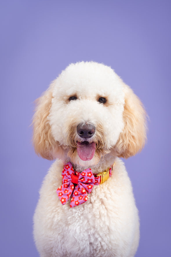 Wildflower - Dog Sailor Bowtie