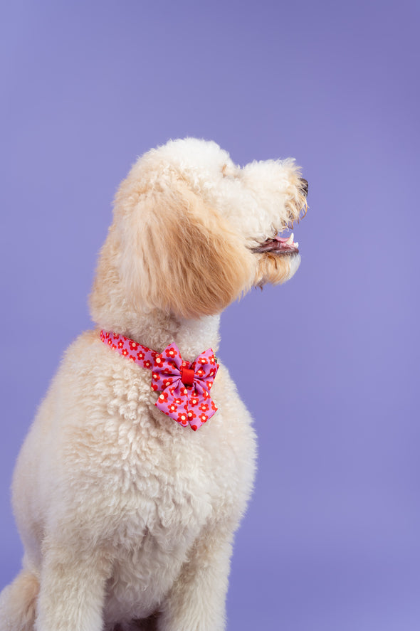 Wildflower - Dog Collar