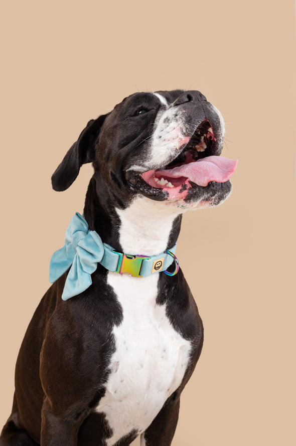 Molly Velvet - Dog Sailor Bowtie