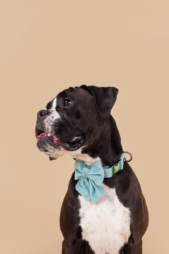 Molly Velvet - Dog Sailor Bowtie