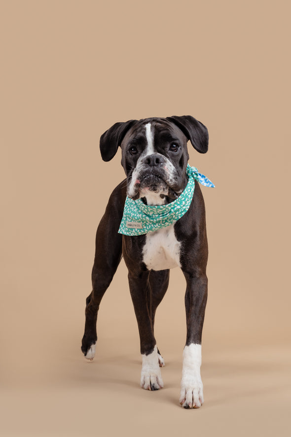 Seafoam - Reversible Dog Bandana - FINAL SALE