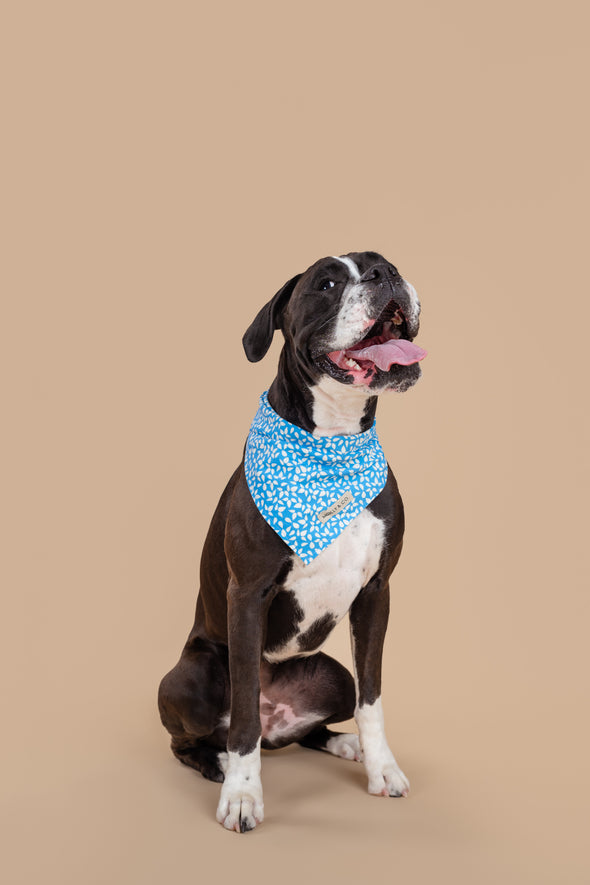 Seafoam - Reversible Dog Bandana - FINAL SALE