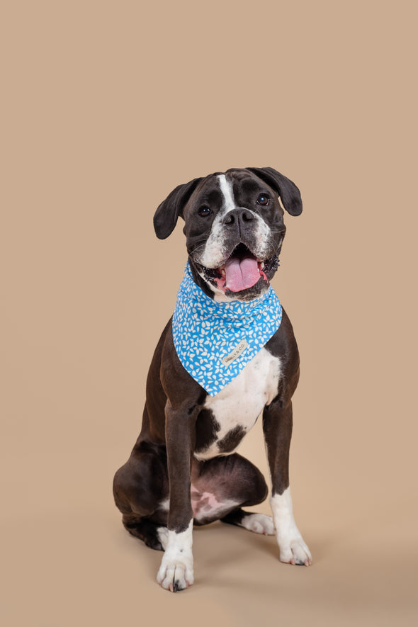 Seafoam - Reversible Dog Bandana - FINAL SALE