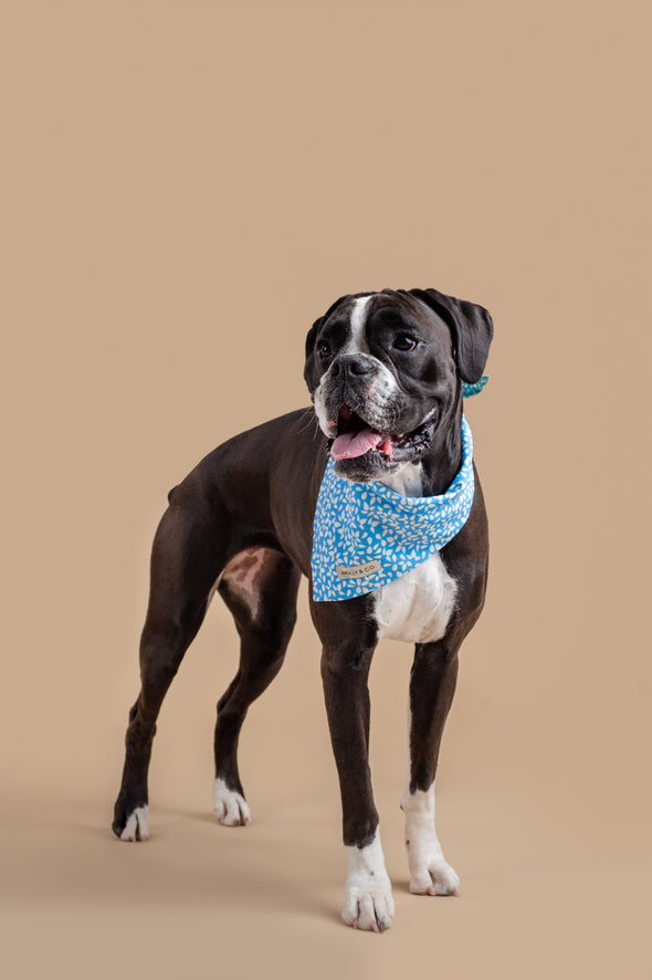 Seafoam - Reversible Dog Bandana - FINAL SALE