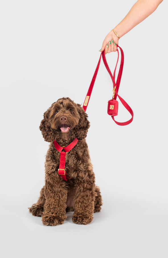 Scarlet Velvet - Adjustable Strap Dog Harness