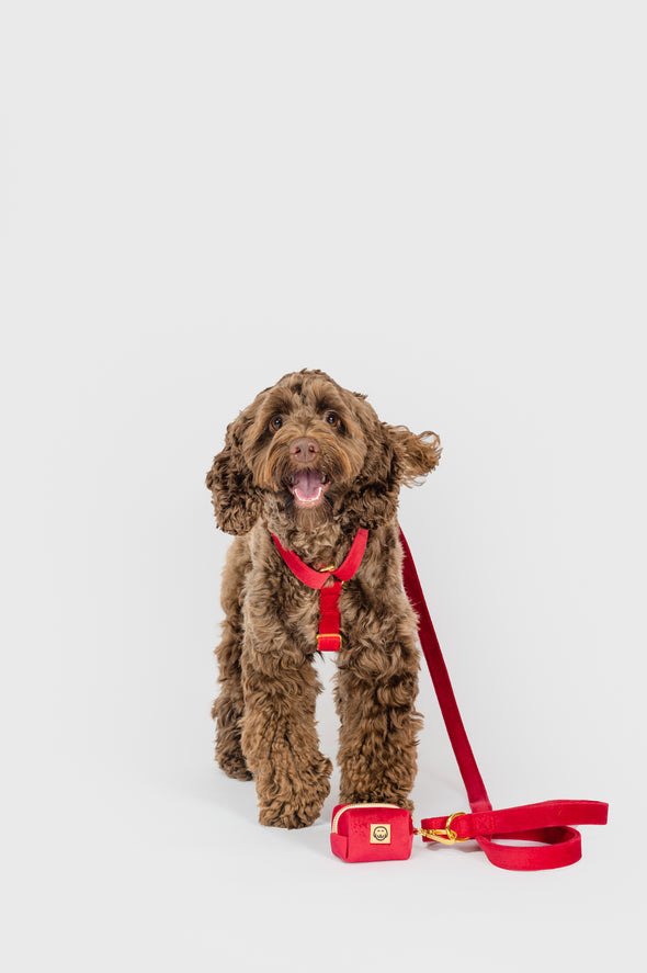 Scarlet Velvet - Dog Leash