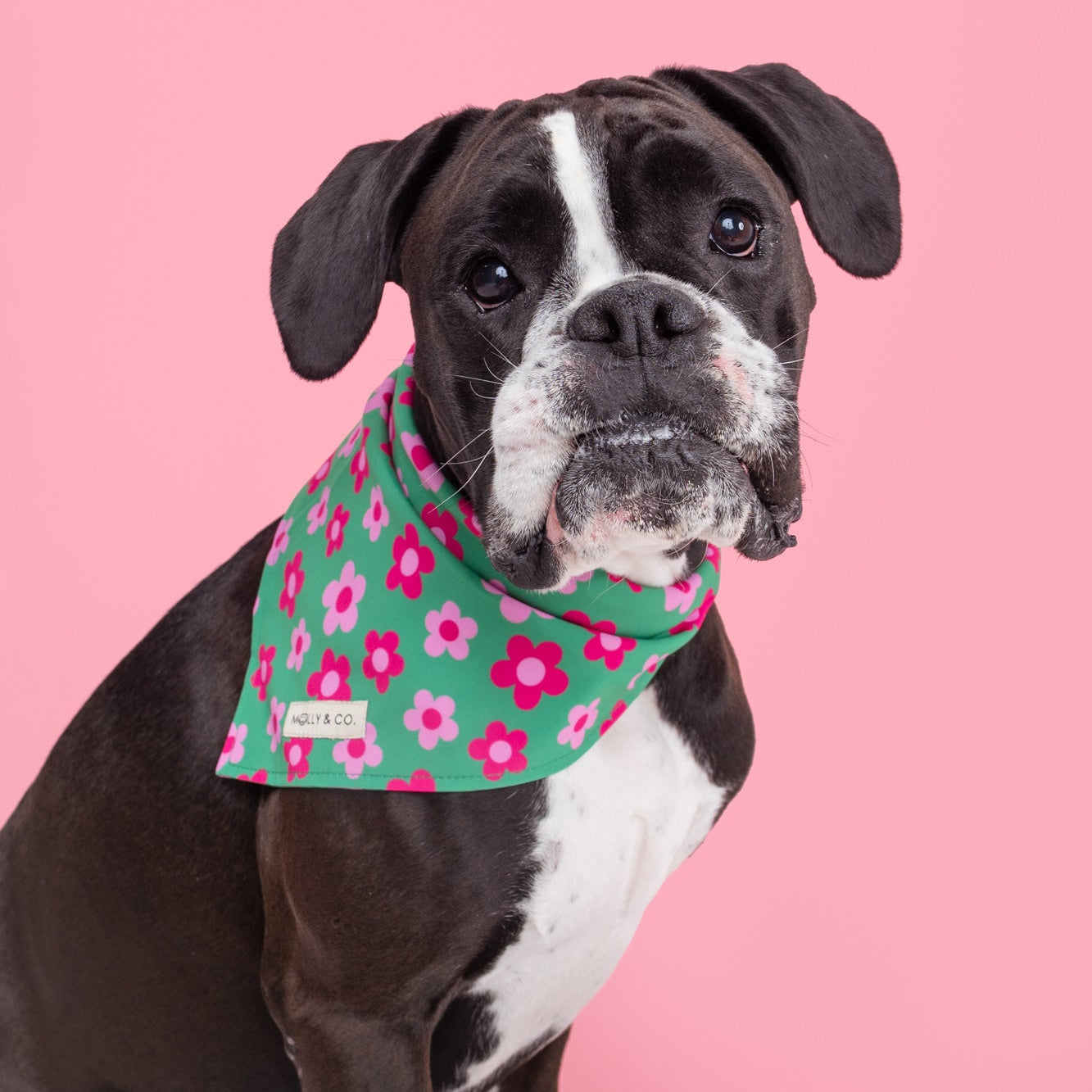 Petunia - Dog Bandana