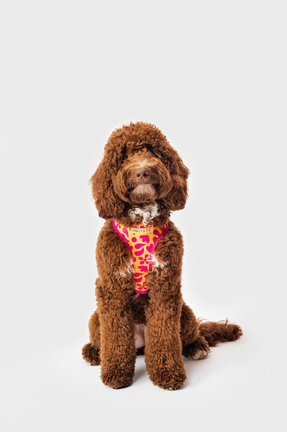 Sunny Vibes - Adjustable Dog Harness
