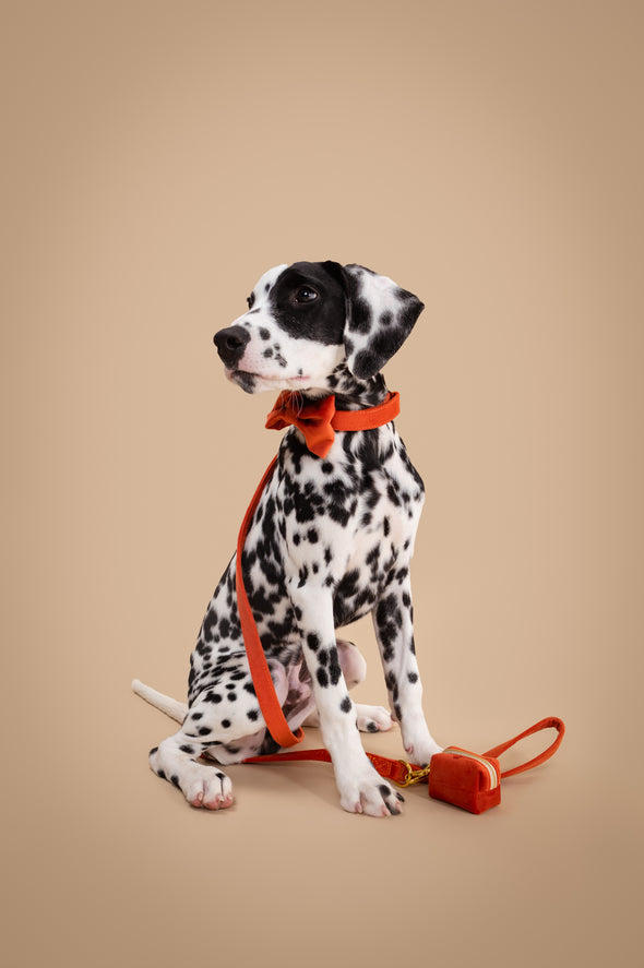 Tangerine Velvet - Dog Bowtie