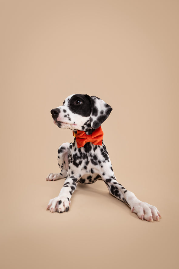 Tangerine Velvet - Dog Bowtie