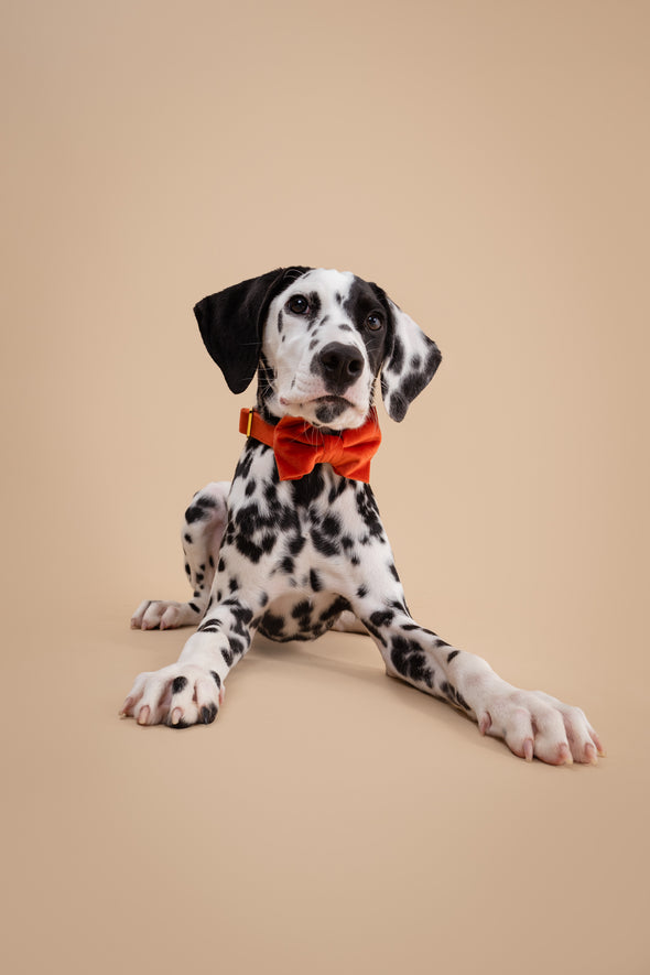 Tangerine Velvet - Dog Bowtie