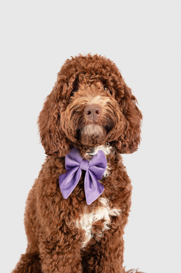 Violet Velvet - Dog Sailor Bowtie