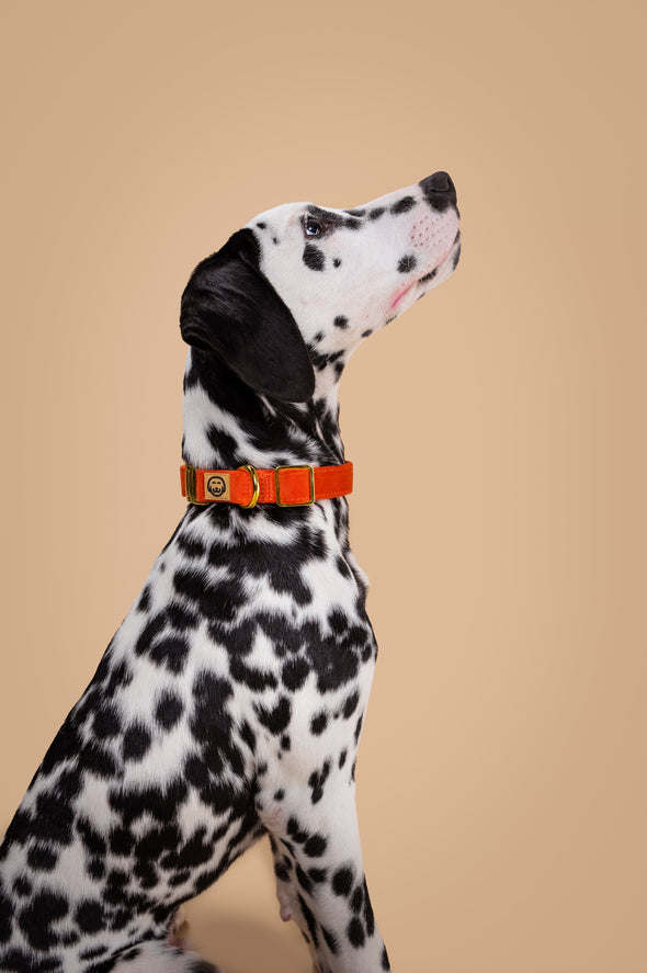 Tangerine Velvet - Dog Collar