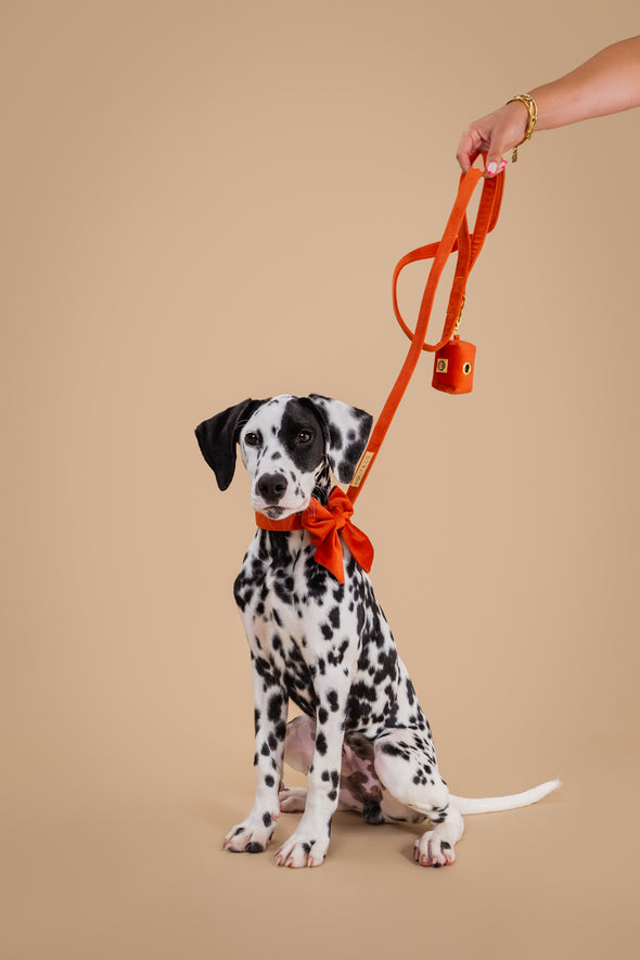 Tangerine Velvet - Dog Leash