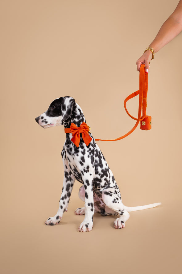 Tangerine Velvet - Dog Collar