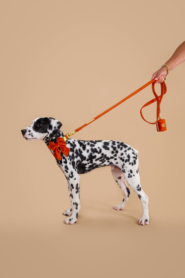 Tangerine Velvet - Dog Leash