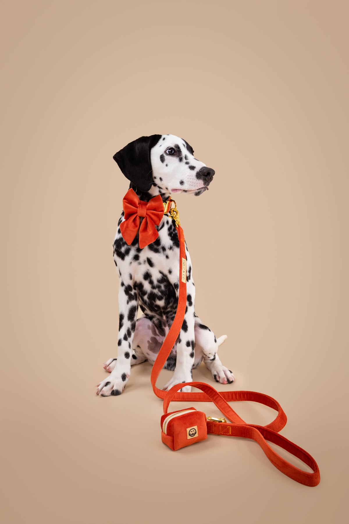 Tangerine Velvet - Dog Bowtie