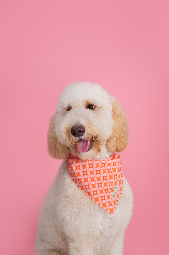 Glam Pup - Dog Bandana - FINAL SALE