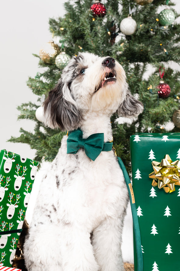 Emerald Velvet - Dog Bowtie