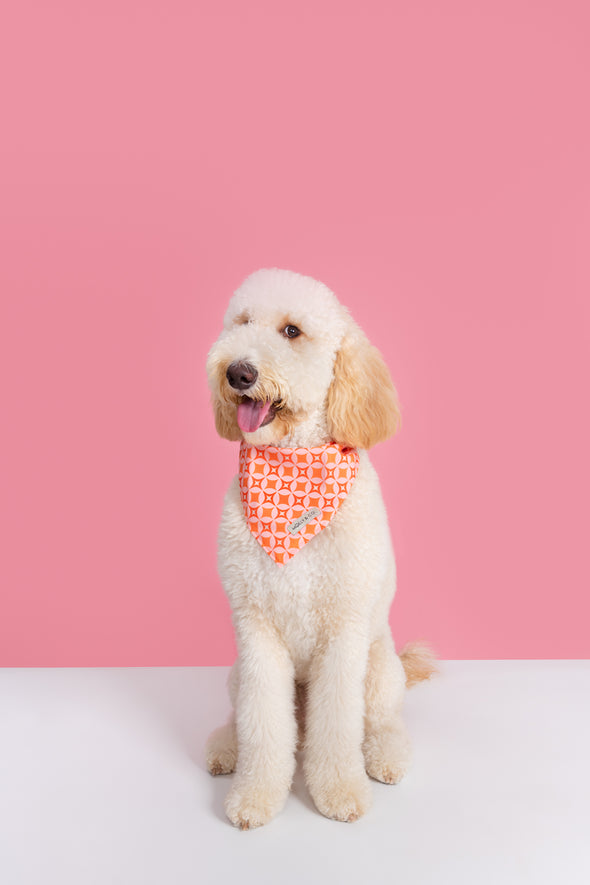 Glam Pup - Dog Bandana - FINAL SALE