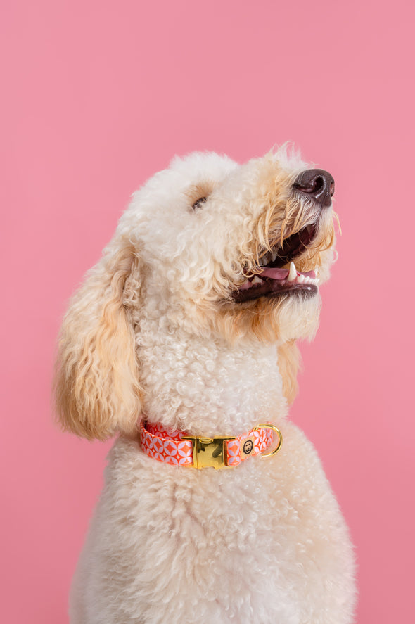 Glam Pup - Dog Collar - FINAL SALE