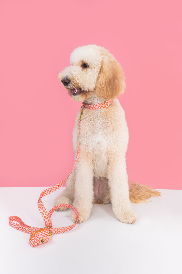 Glam Pup - Dog Leash - FINAL SALE