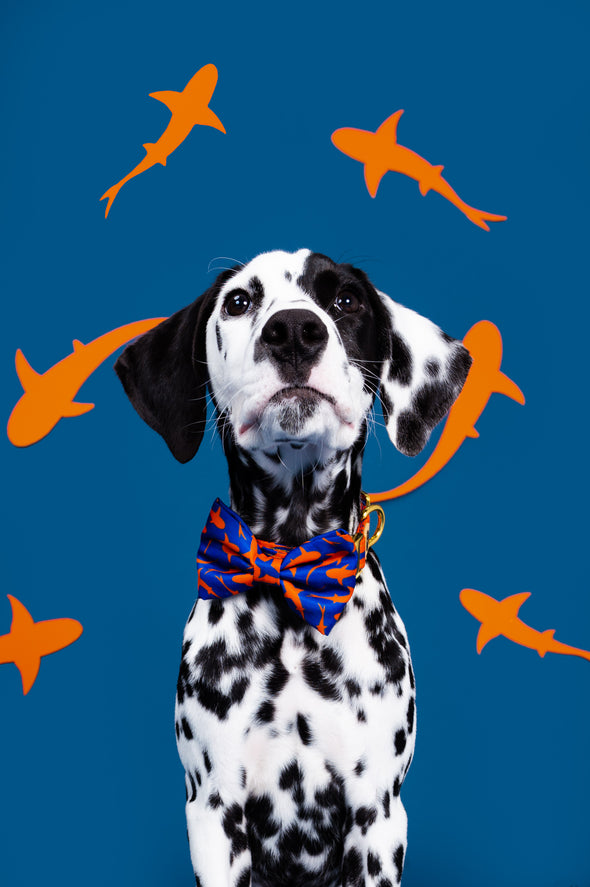 Sharks - Dog Bowtie