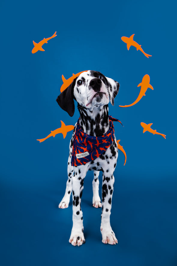 Sharks - Reversible Dog Bandana