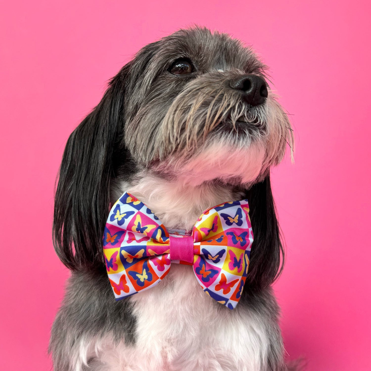 Mariposa - Dog Bowtie