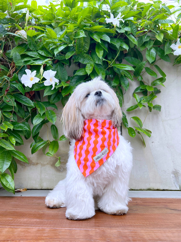 Mango - Reversible Dog Bandana