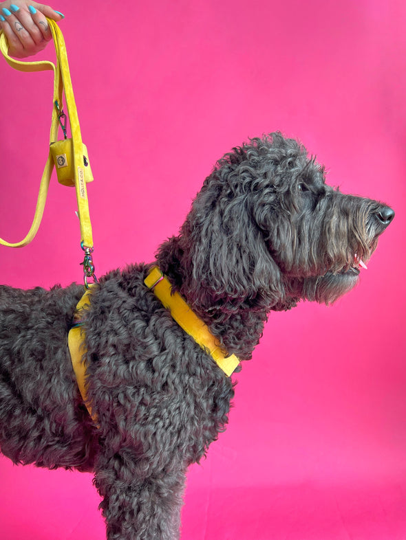 Sunshine Velvet - Adjustable Strap Dog Harness