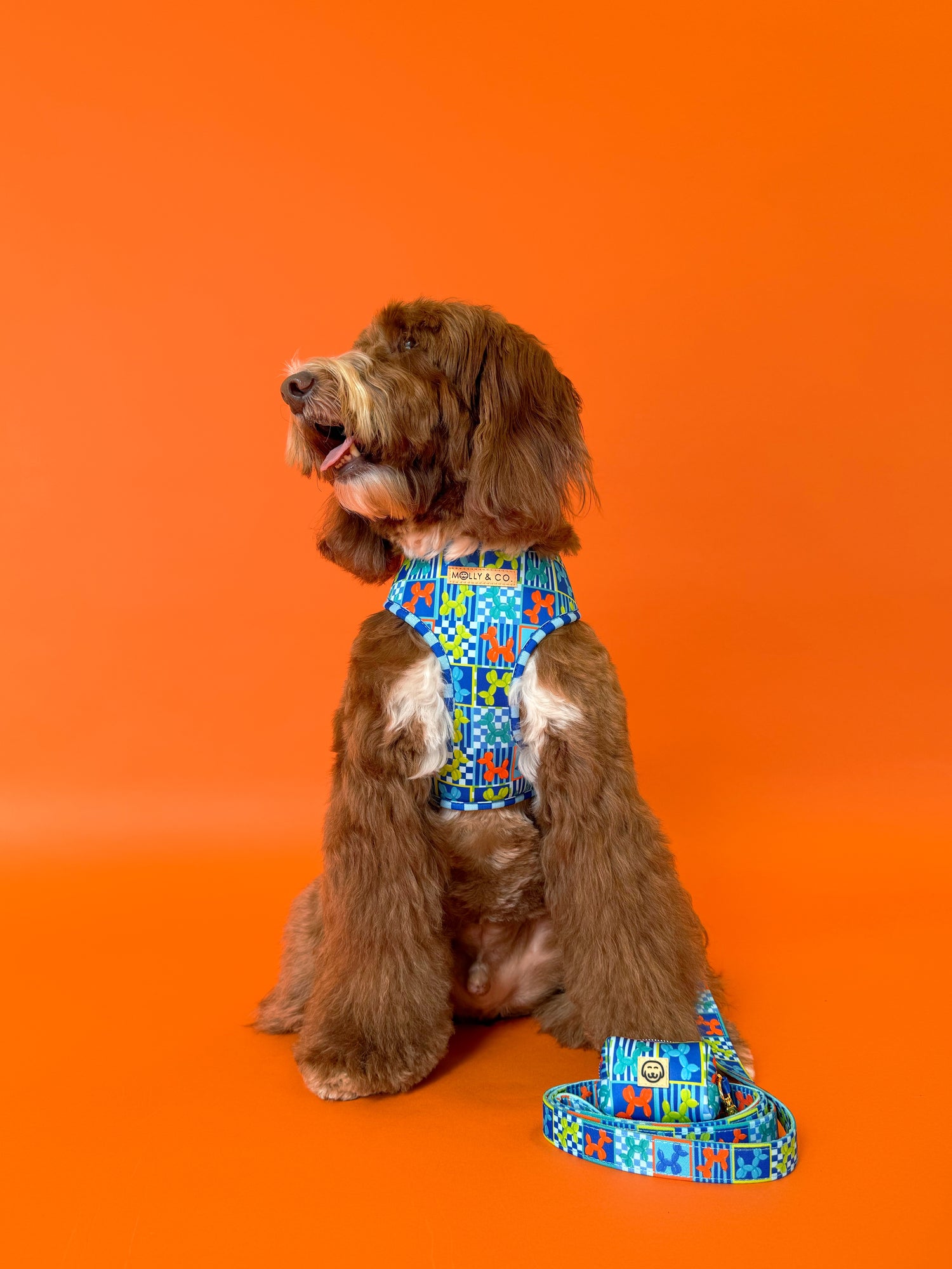 Neon Pop - Walking Bundle