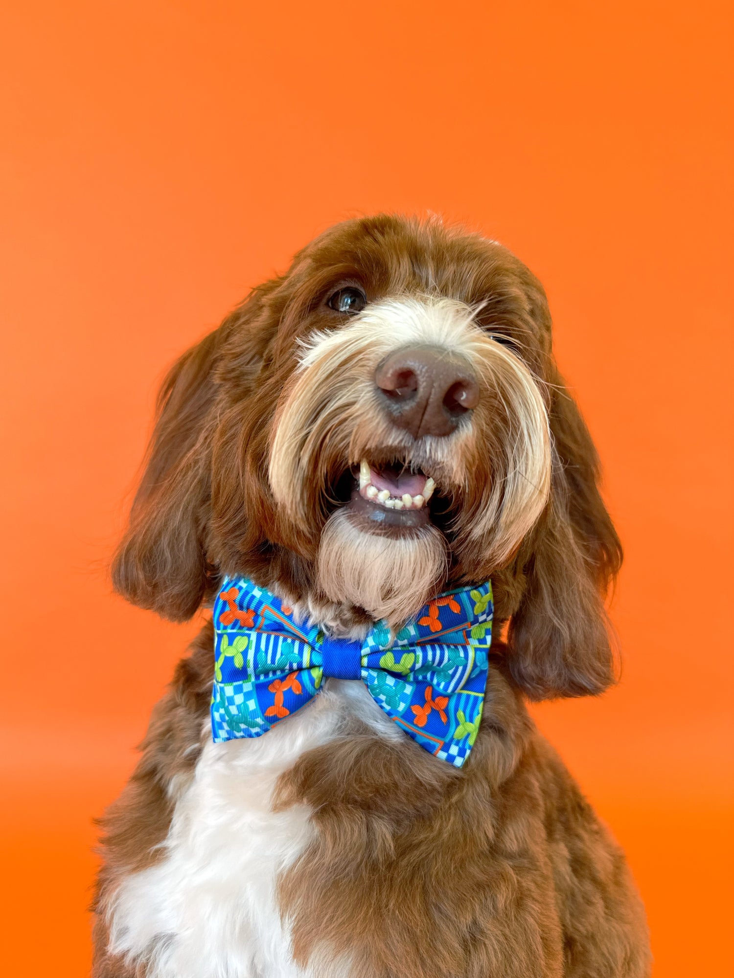 Neon Pop - Dog Bowtie