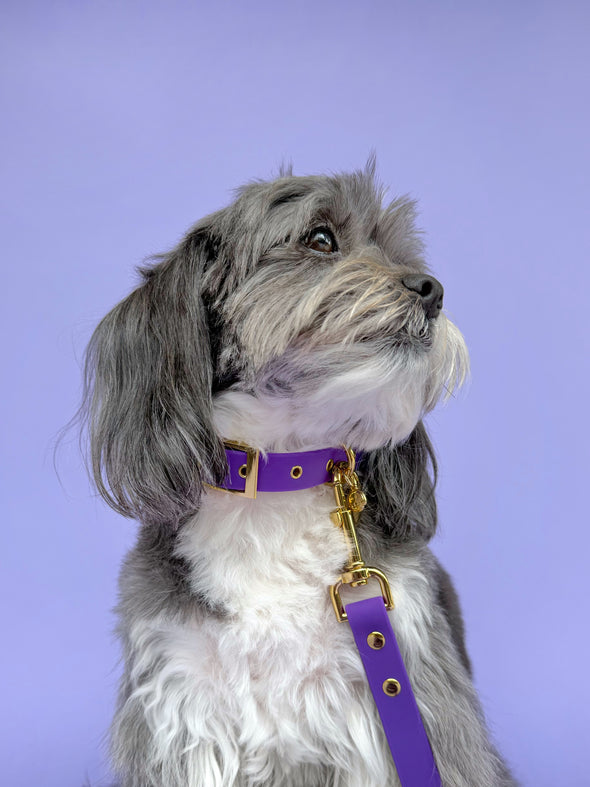 Purple Haze - Splashproof Dog Leash