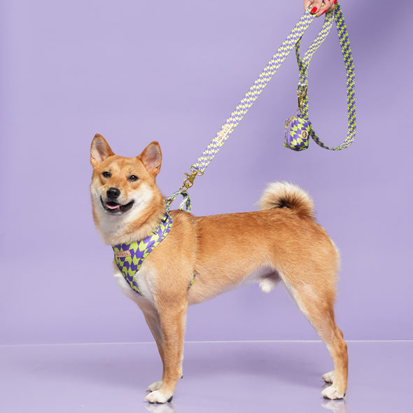 Fetch Master - Walking Bundle