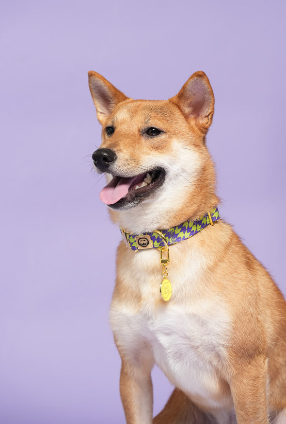 Fetch Master - Dog Collar