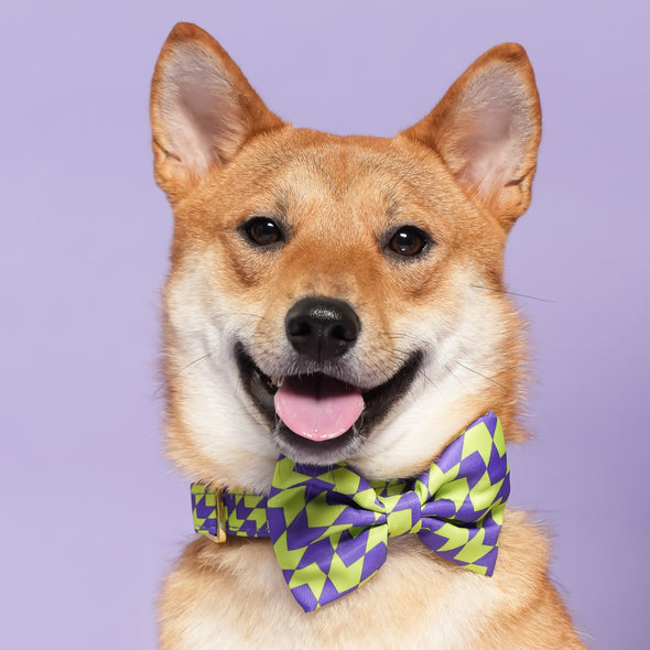 Fetch Master - Dog Bowtie