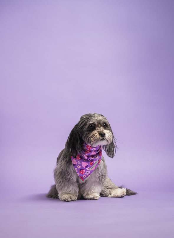 Strawberry - Reversible Dog Bandana