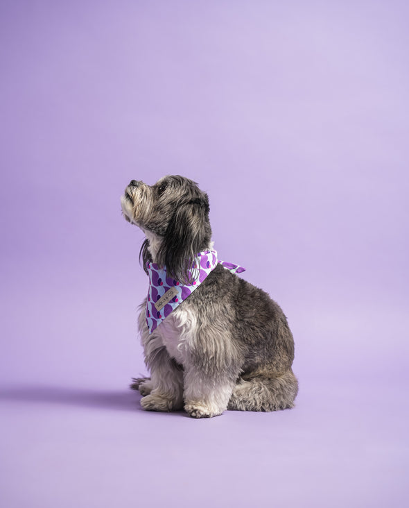 Sandy - Dog Bandana