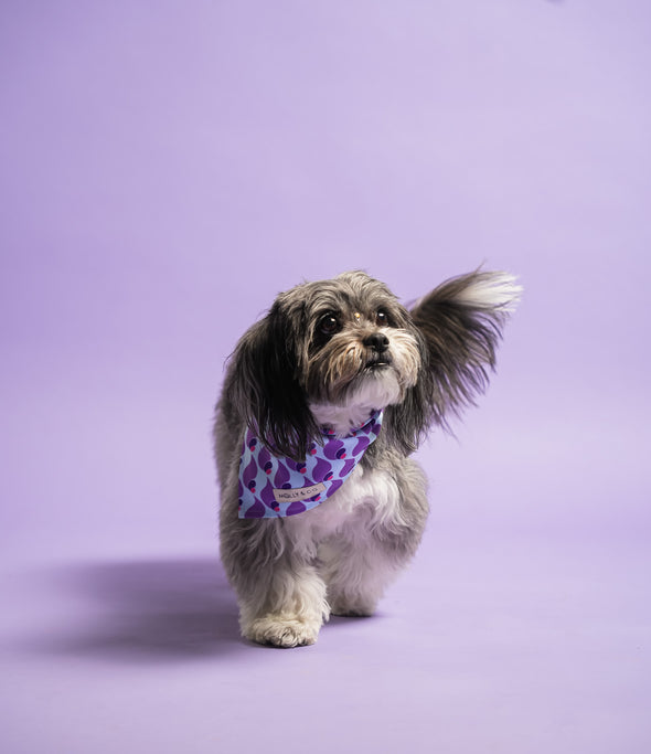 Sandy - Dog Bandana