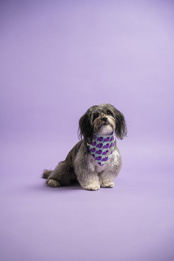 Sandy - Dog Bandana