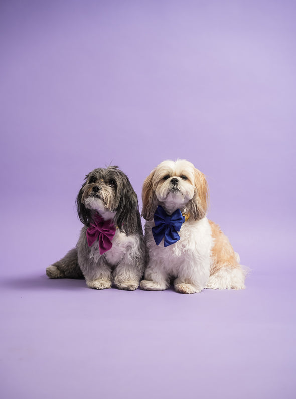 Royal Velvet - Dog Sailor Bowtie